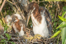 tricolored heron chicks